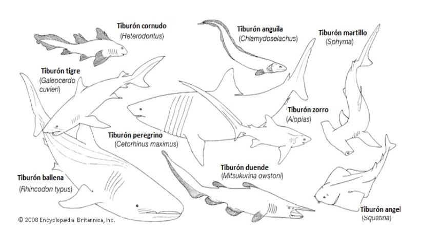 Tipos de tiburones Enciclopedia Británica